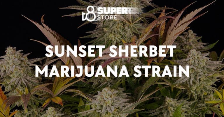 Sunset sherbet strain with delta-8 THC.