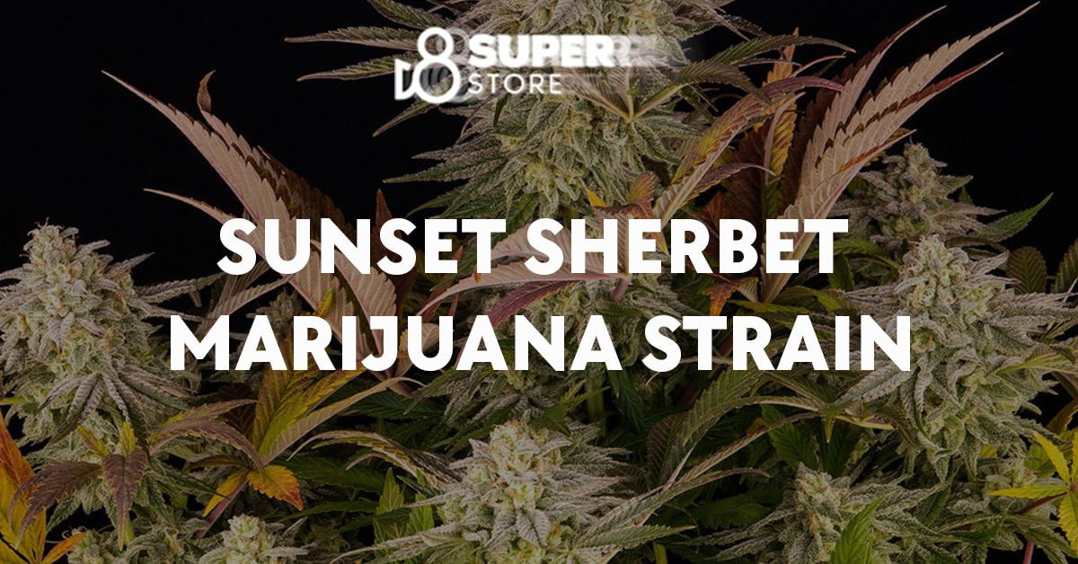 Sunset sherbet strain with delta-8 THC.