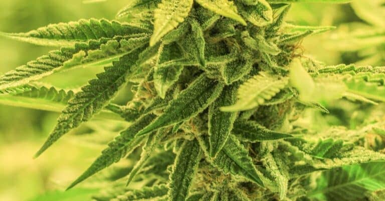 a close up of a cannabis plant in a field.