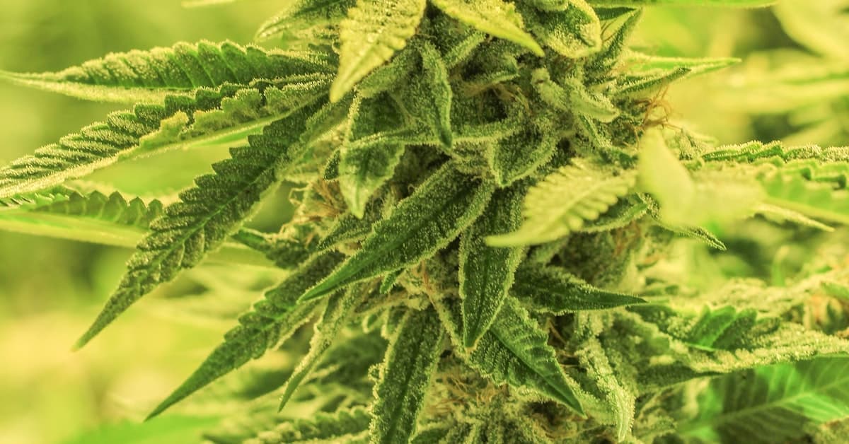 a close up of a cannabis plant in a field.