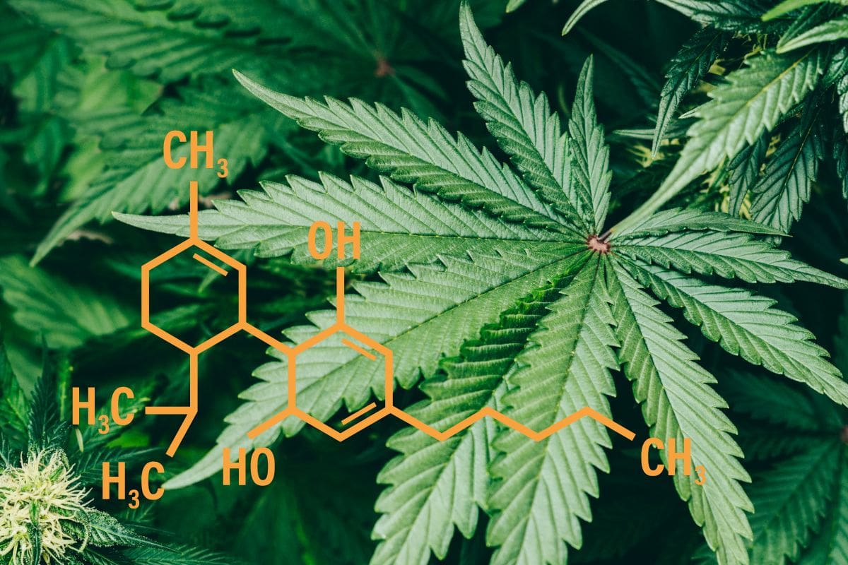 Chemical Composition of HxC Chemical Composition of HxC