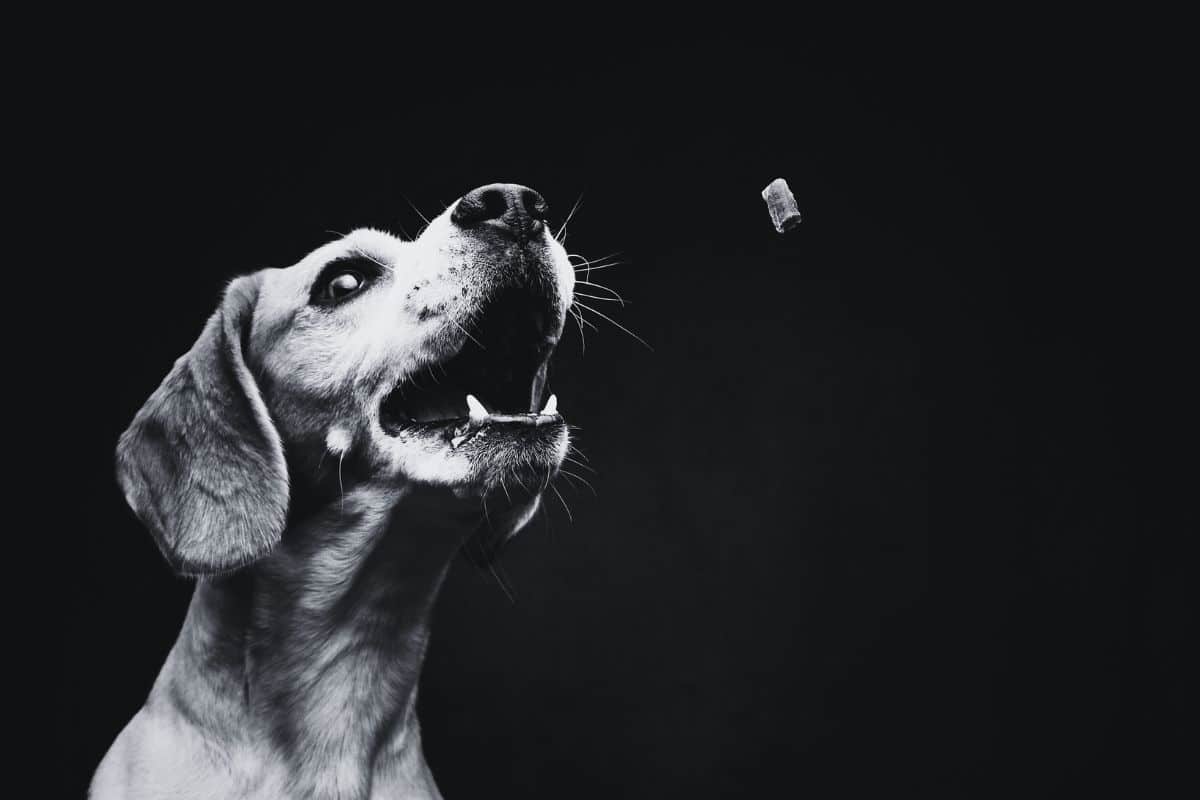 Dog having Delta 8 gummies Dog having Delta 8 gummies