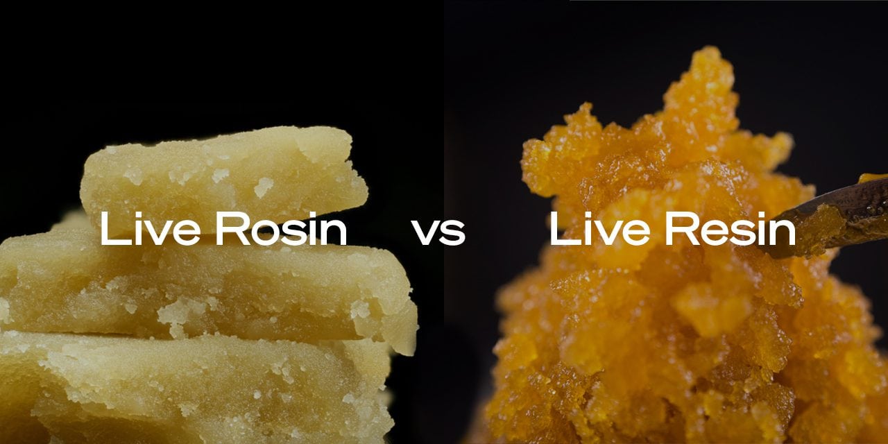 Comparison of live hash rosin and live rosin. Comparison of live hash rosin and live rosin.