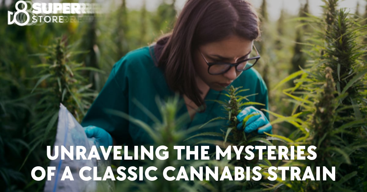 Unraveling the mysteries of the classic Thai Stick cannabis strain.
