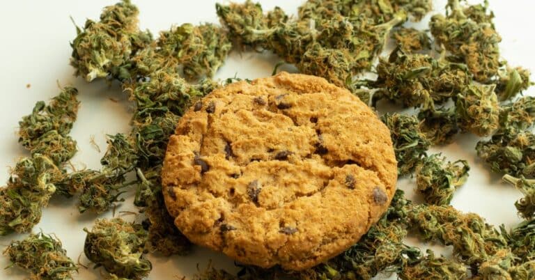 A marijuana-infused cookie