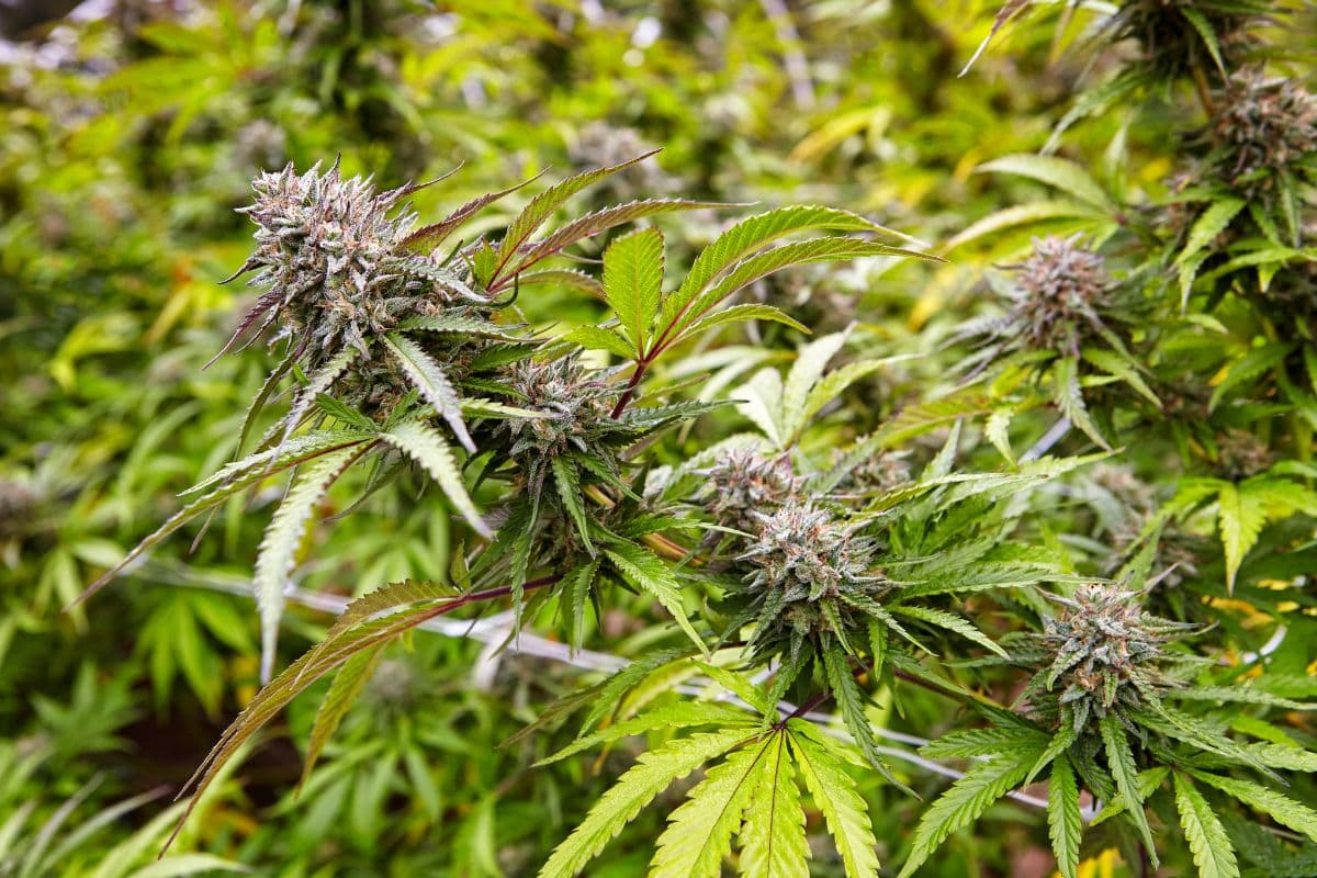 CBD marijuana strains growing outdoors CBD marijuana strains growing outdoors