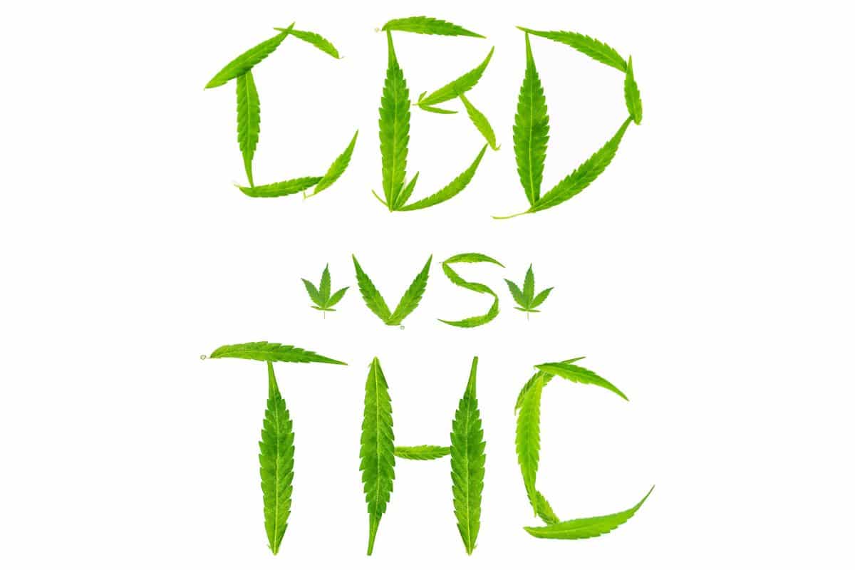 CBD vs THC guide CBD vs THC guide