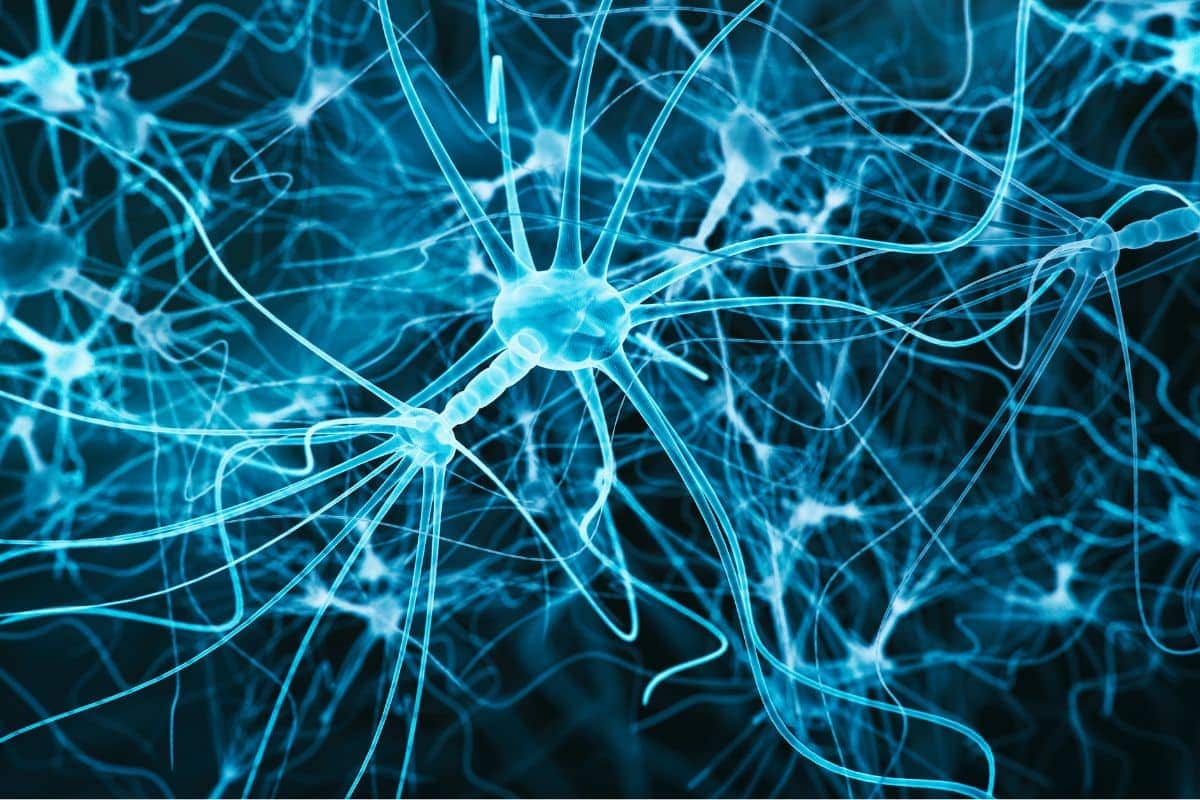 Endocannabinoid System