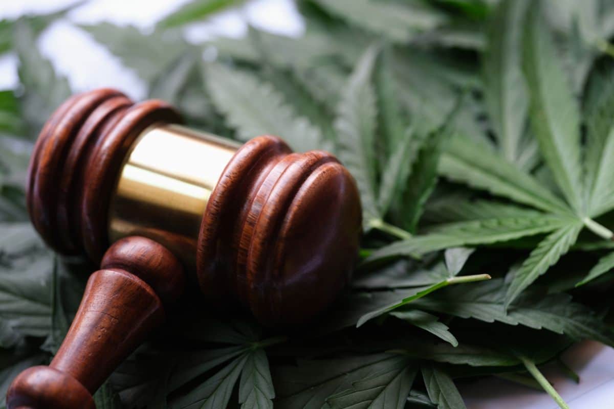 A wooden gavel sits on top of marijuana leaves, comparing HHC and THC-O. A wooden gavel sits on top of marijuana leaves, comparing HHC and THC-O.