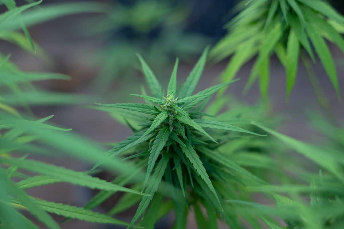 A close-up view of Ghost Extracts marijuana plant. A close-up view of Ghost Extracts marijuana plant.