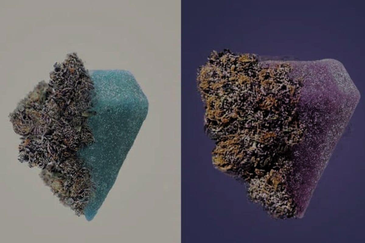 Levin Resin Gummies and Regular Gummies Comparison Levin Resin Gummies and Regular Gummies Comparison