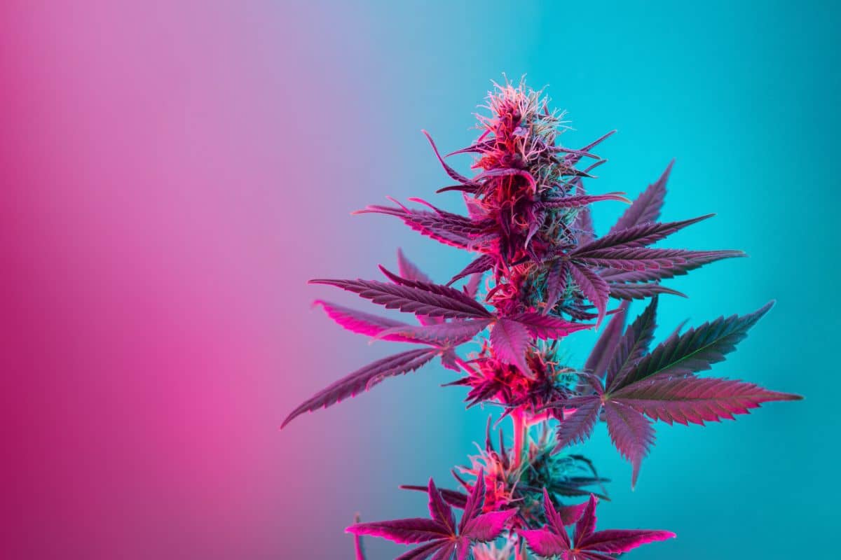 Marijuana Strain that helps with Anxiety