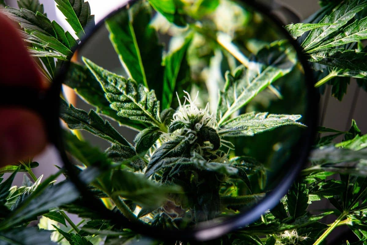 A marijuana plant containing Delta 9 thc 