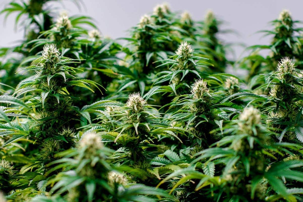 Plants of cannabis having delta 9 thc