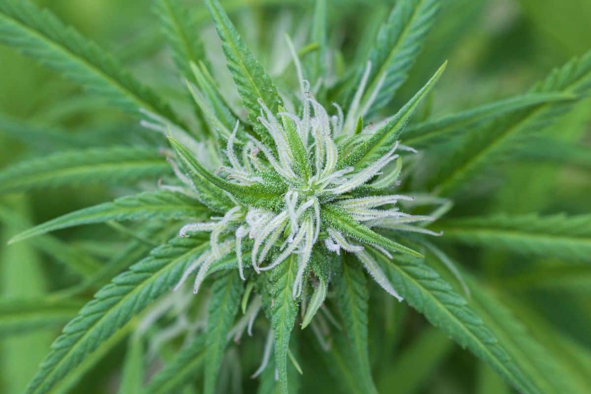 Weed plant having delta 9 thc in it.