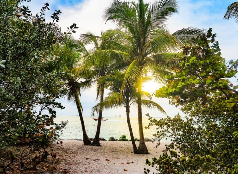 Coconut Trees on a florida beach 