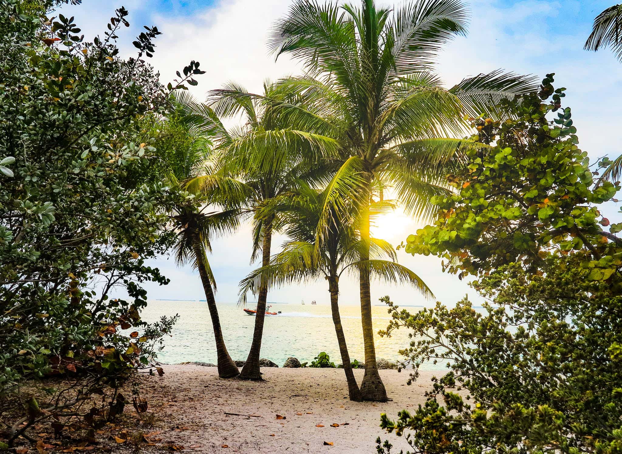 Coconut Trees on a florida beach