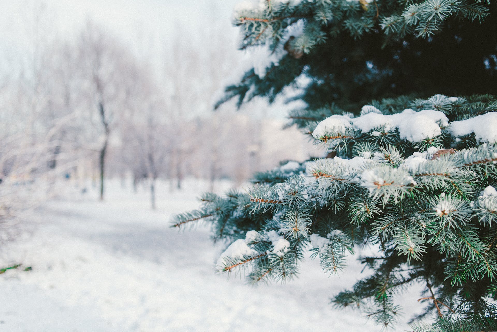 A close up of a pine tree covered in snow in north dakota