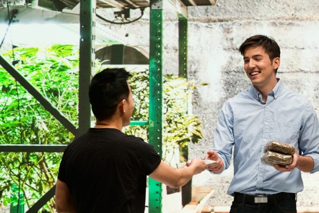 A cannabis business owner buying thca marijuana from legal cultivator for sale purpose.