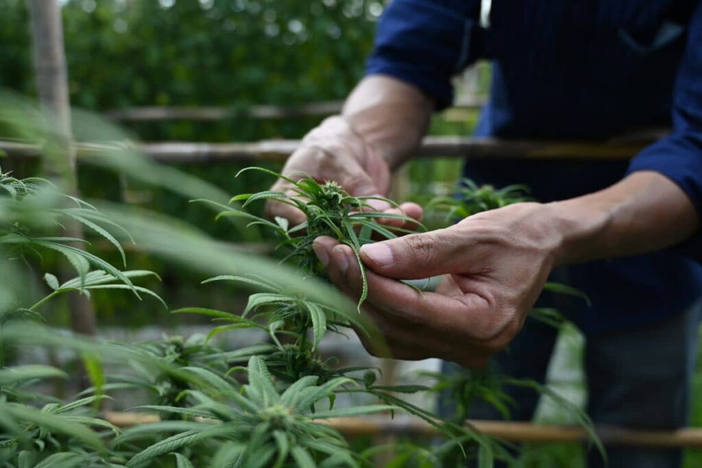 A man is holding a cannabis plant in a field, questioning if THCa is legal in Iowa.