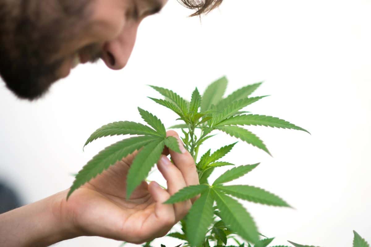 A guy smelling the aroma of Ice Cream Runtz strain