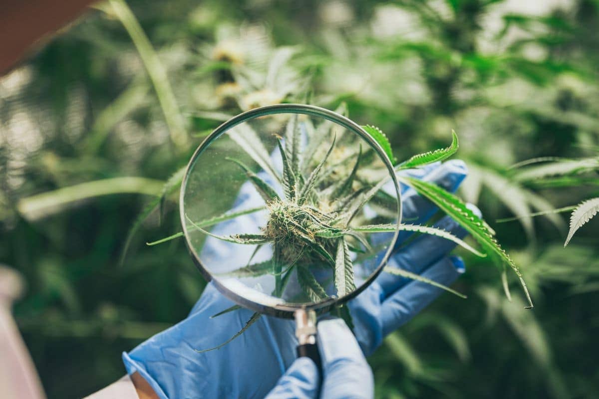 An expert checking the Genetics of Ice Cream Runtz Strain