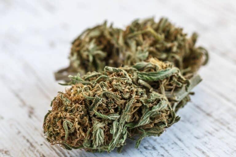 A close up of a Blueberry Gelato strain marijuana plant on a wooden table.