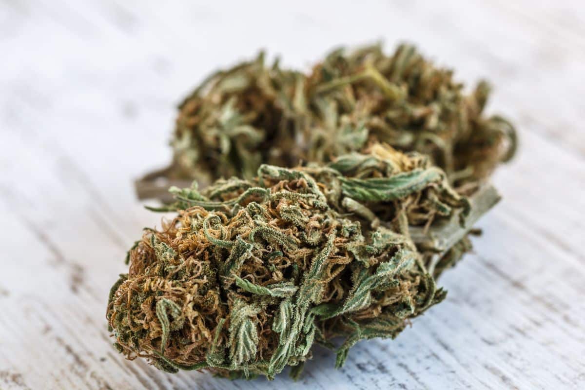 A close up of a Blueberry Gelato strain marijuana plant on a wooden table.