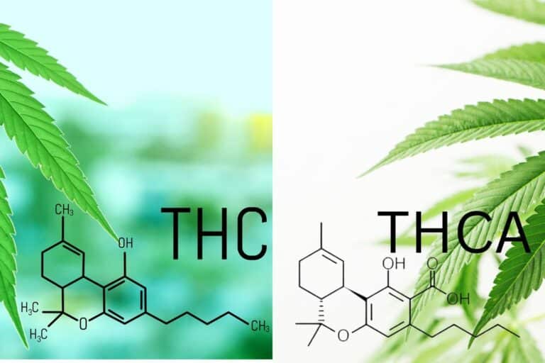 Cannabis plant having thc and thca strain.