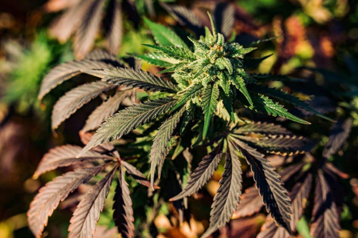A close up of a grape jelly strain marijuana plant.