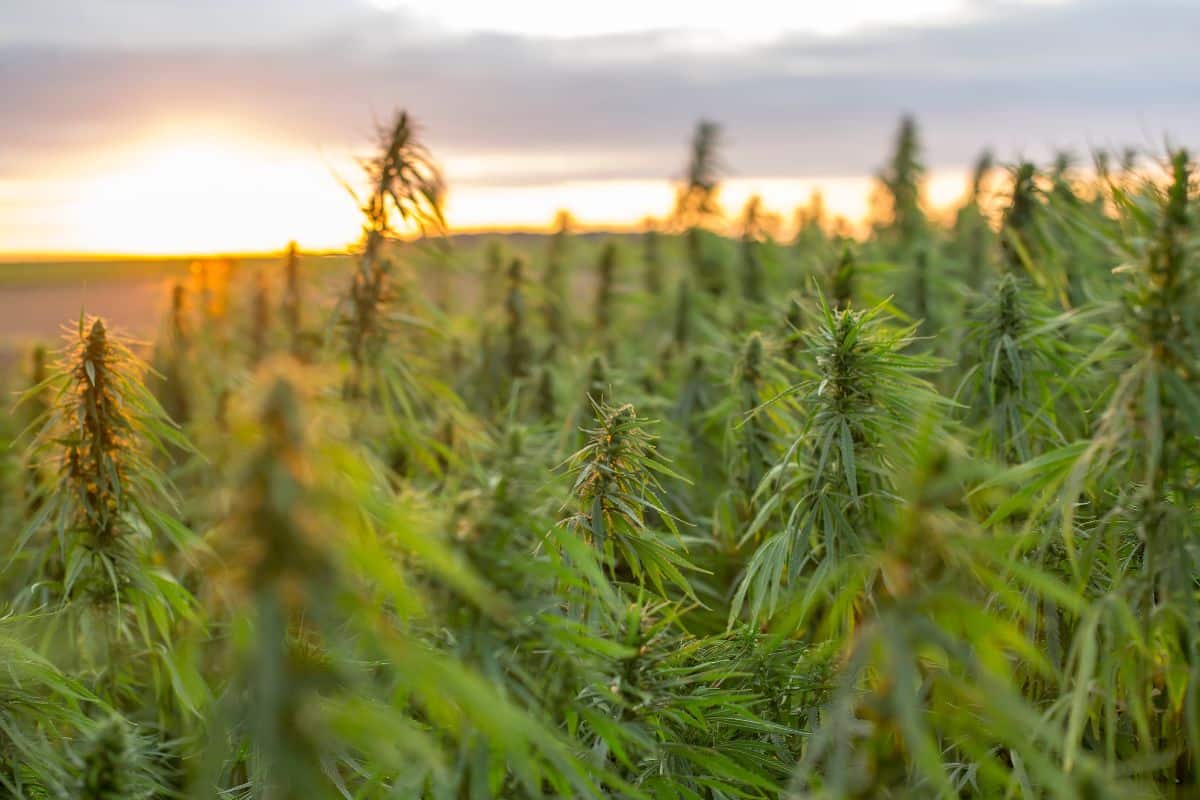 Cultivation of marijuana crops in Connecticut