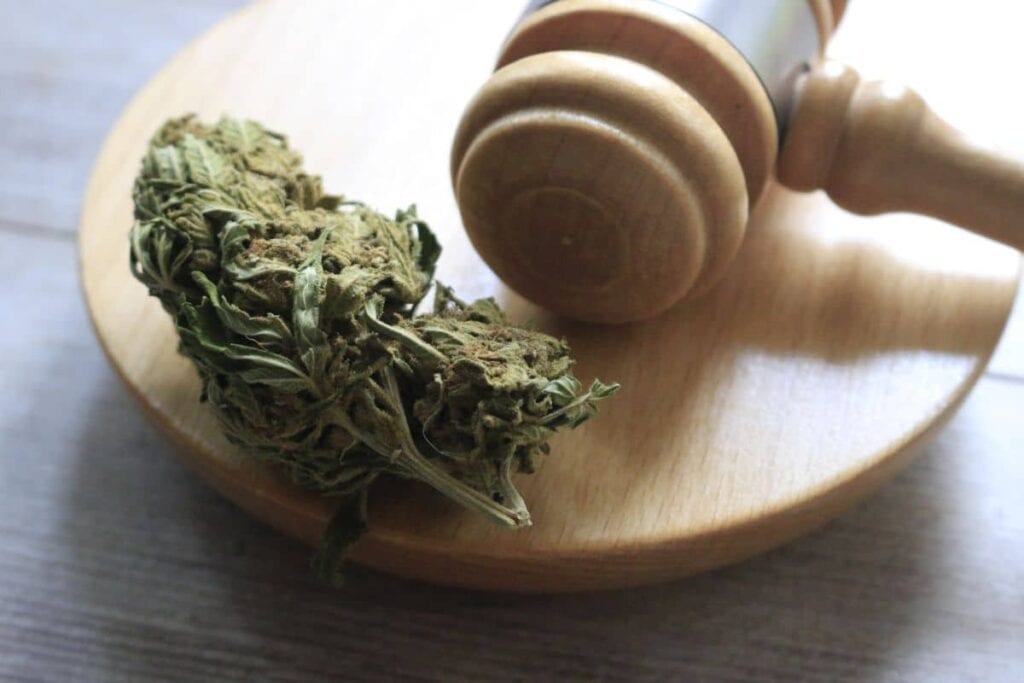 Gavel and Marijuana strain