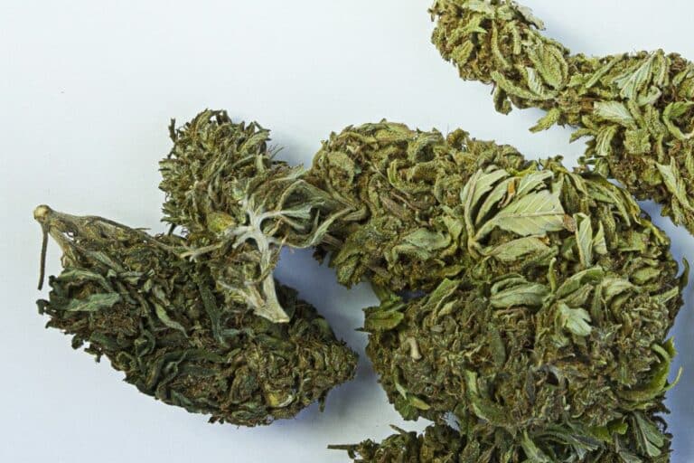 Grape Jelly Marijuana Strain Close up view