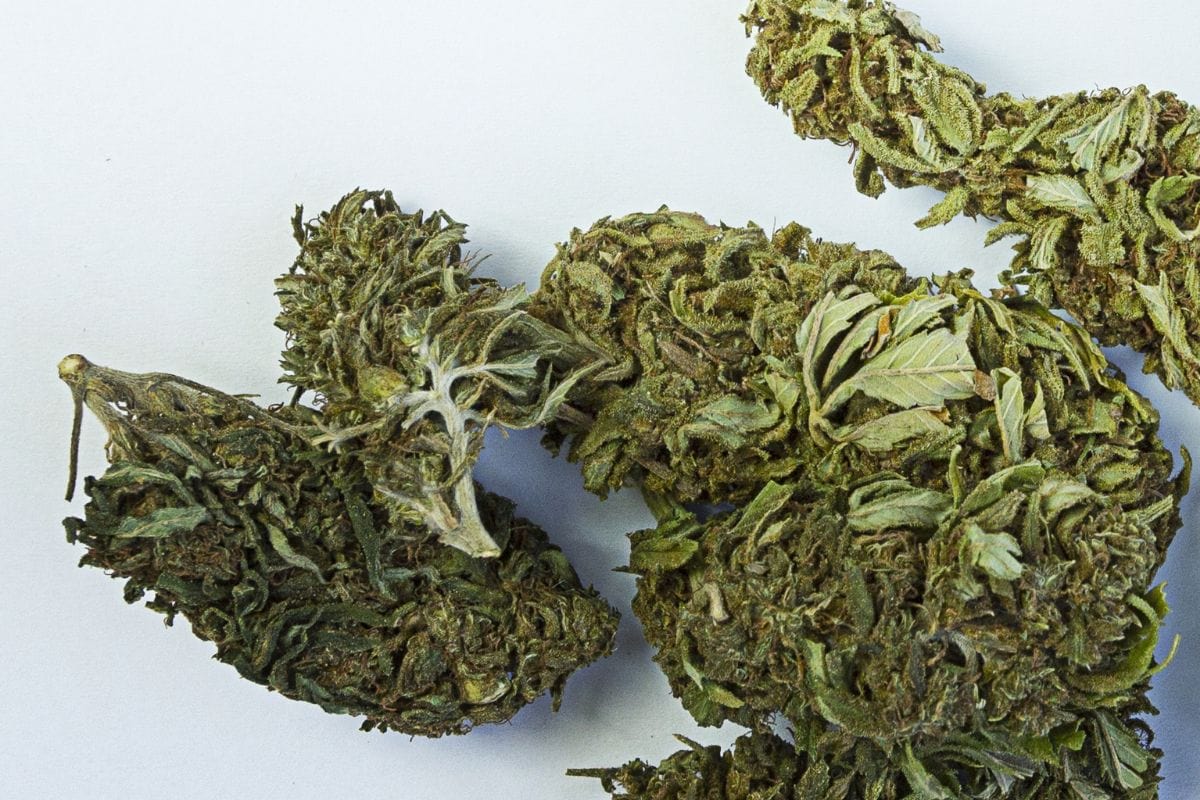 Grape Jelly Marijuana Strain Close up view