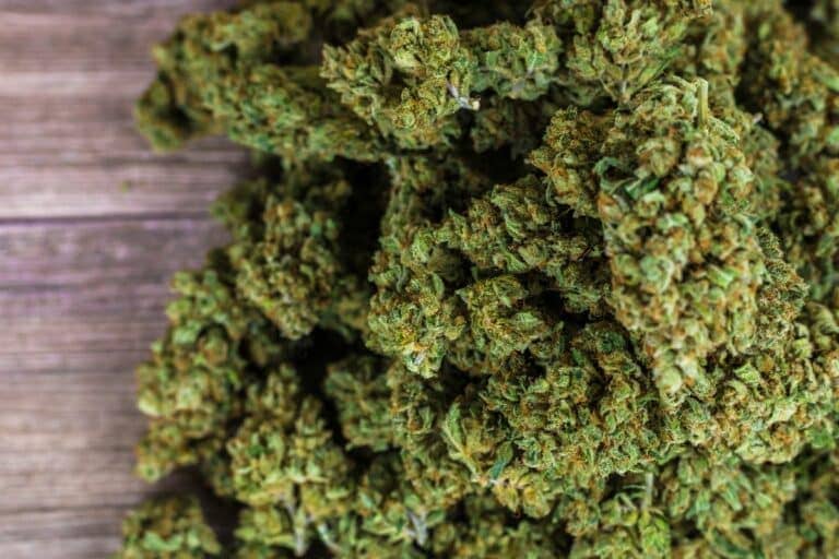 Ice Cream Runtz Cannabis Strain