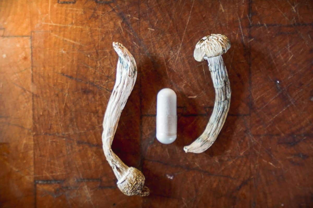 Magic Mushrooms close up view