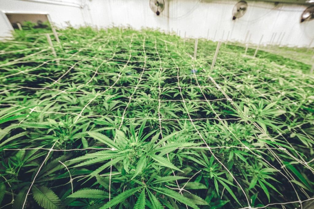 Greenhouse cultivation of cannabis plants in Missouri.
