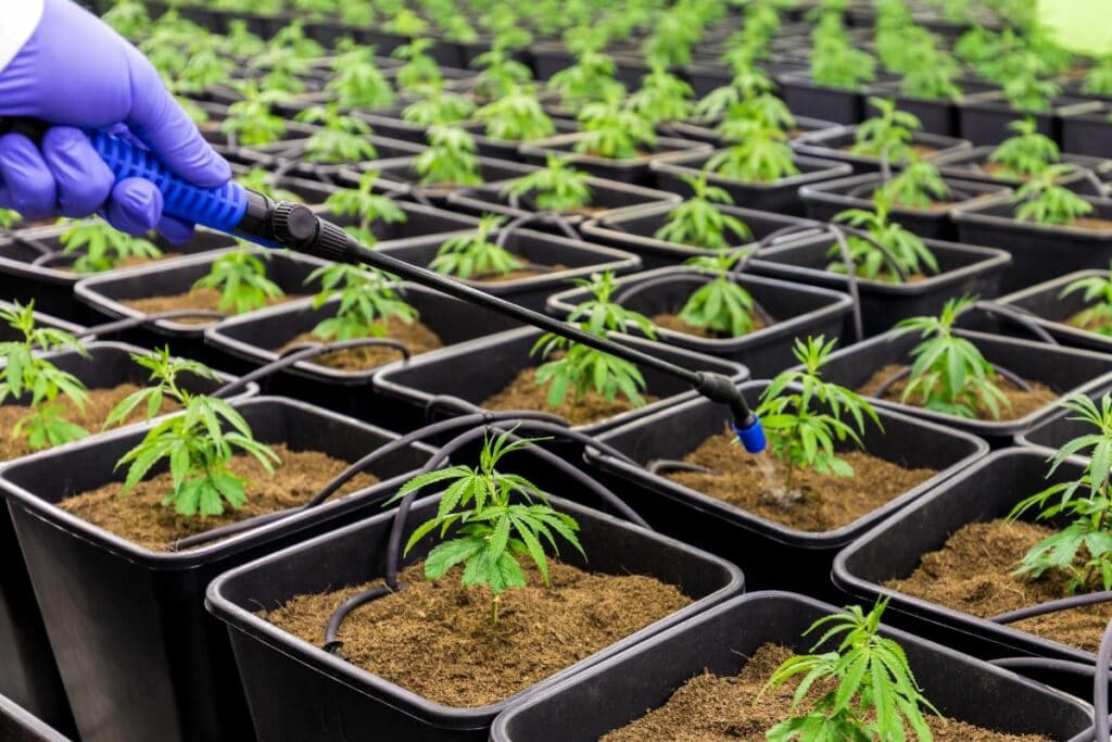 A person is watering marijuana plants in a greenhouse in Michigan.