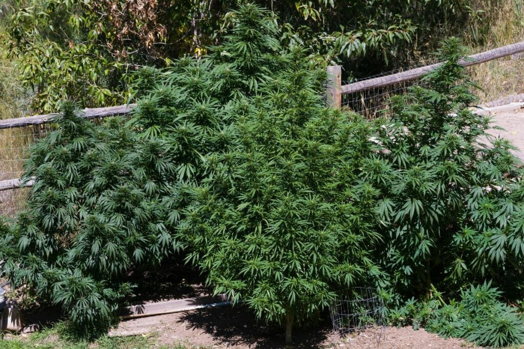 Marijuana legal cultivation in kitchen garden at home.