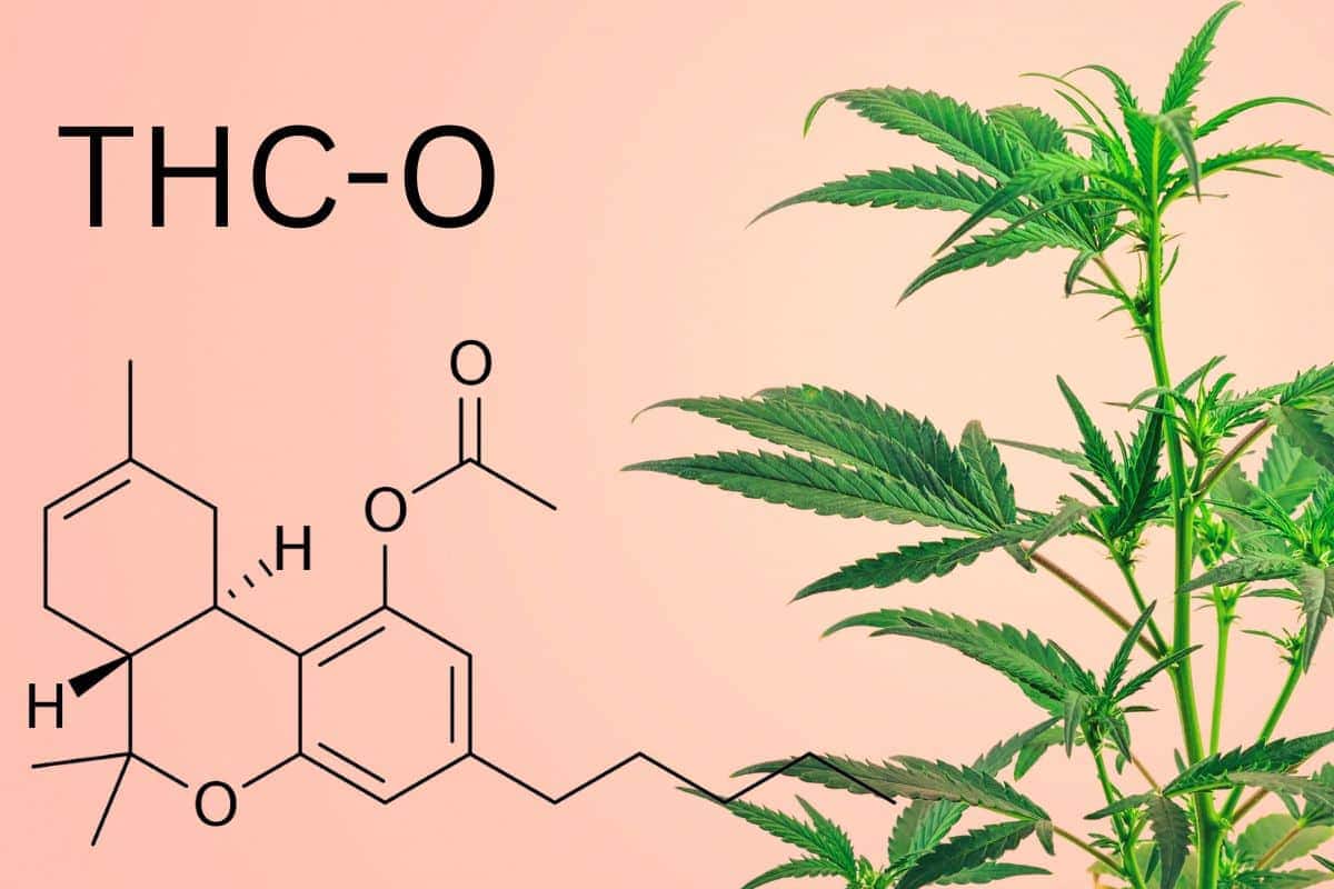 Marijuana plant and thc-o formula.