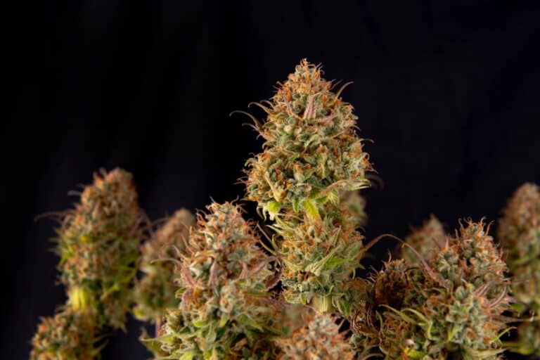 A close up of a bunch of PK Crasher strain marijuana plants.