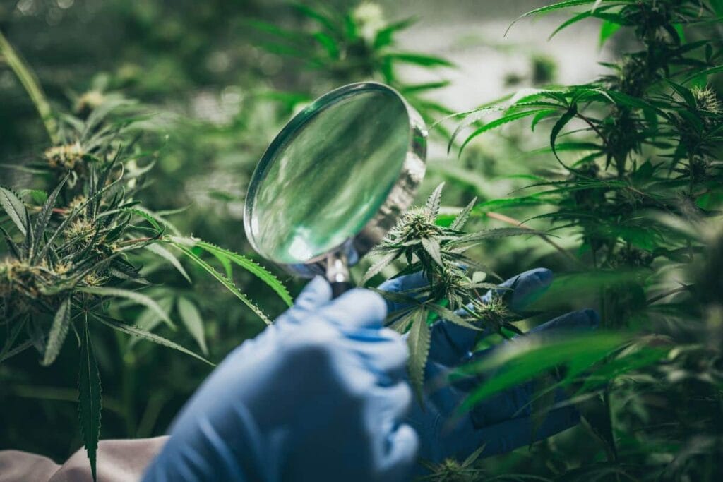 A person is holding a magnifying glass and examining cannabis plants.