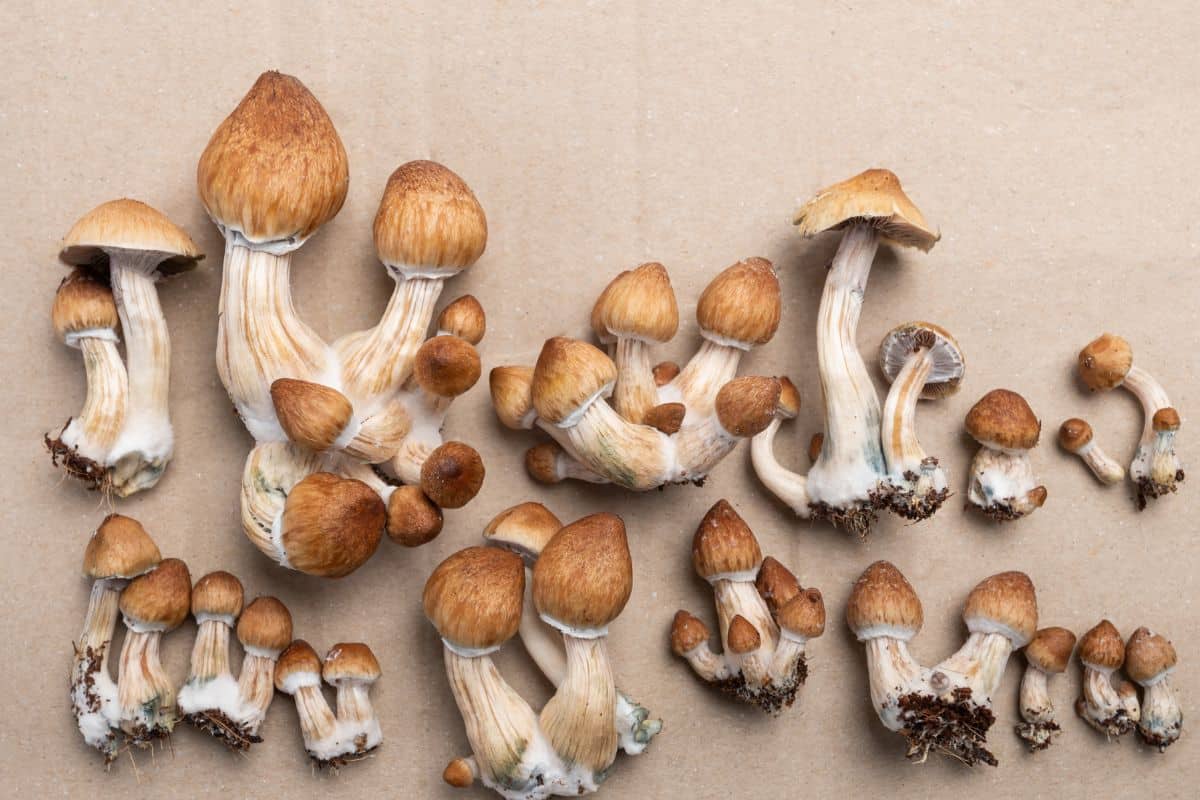 Psilocybe mushrooms