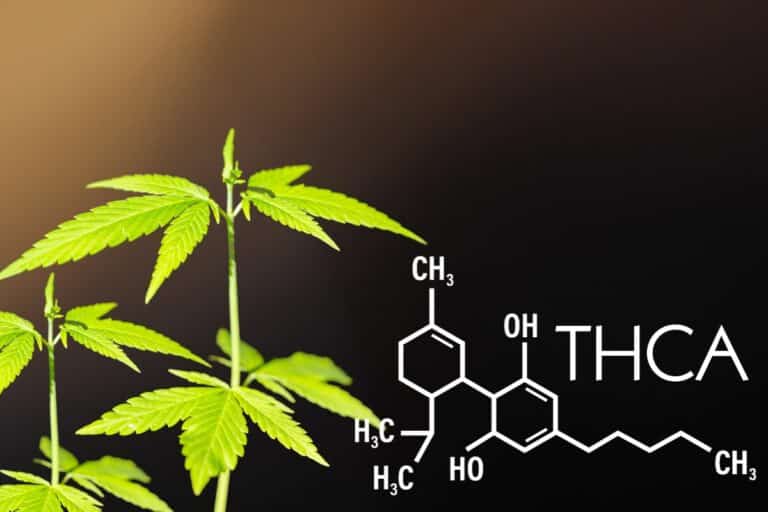 A cannabis plant with the word THCa on it, highlighting the legal status in North Dakota.