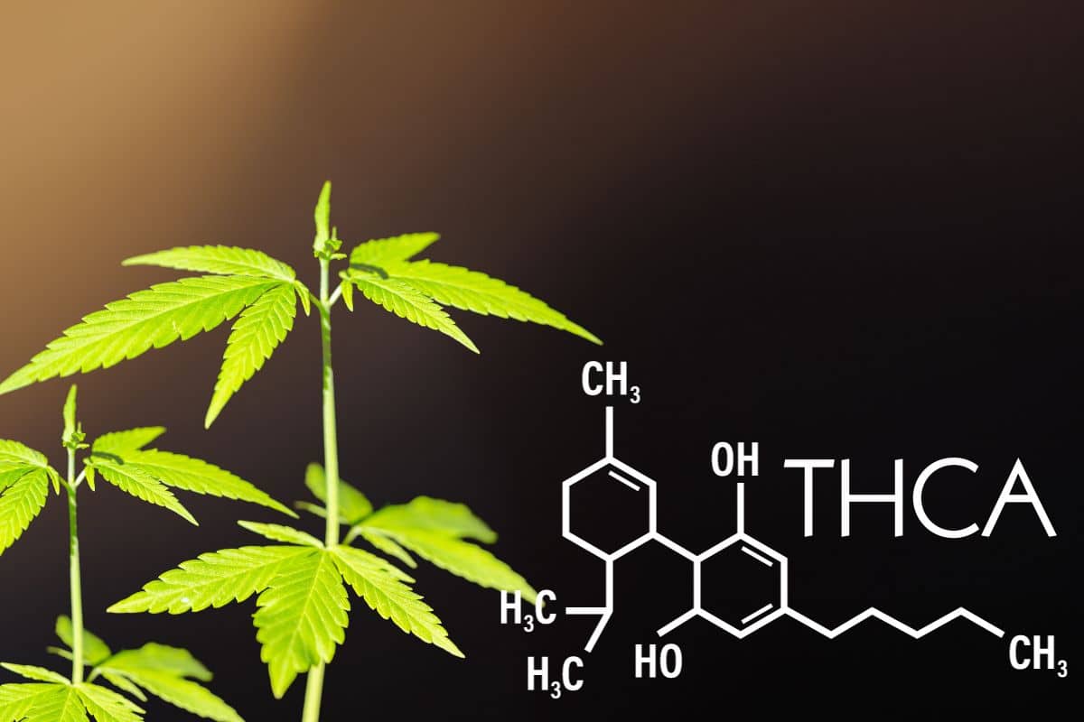 A cannabis plant with the word THCa on it, highlighting the legal status in North Dakota.