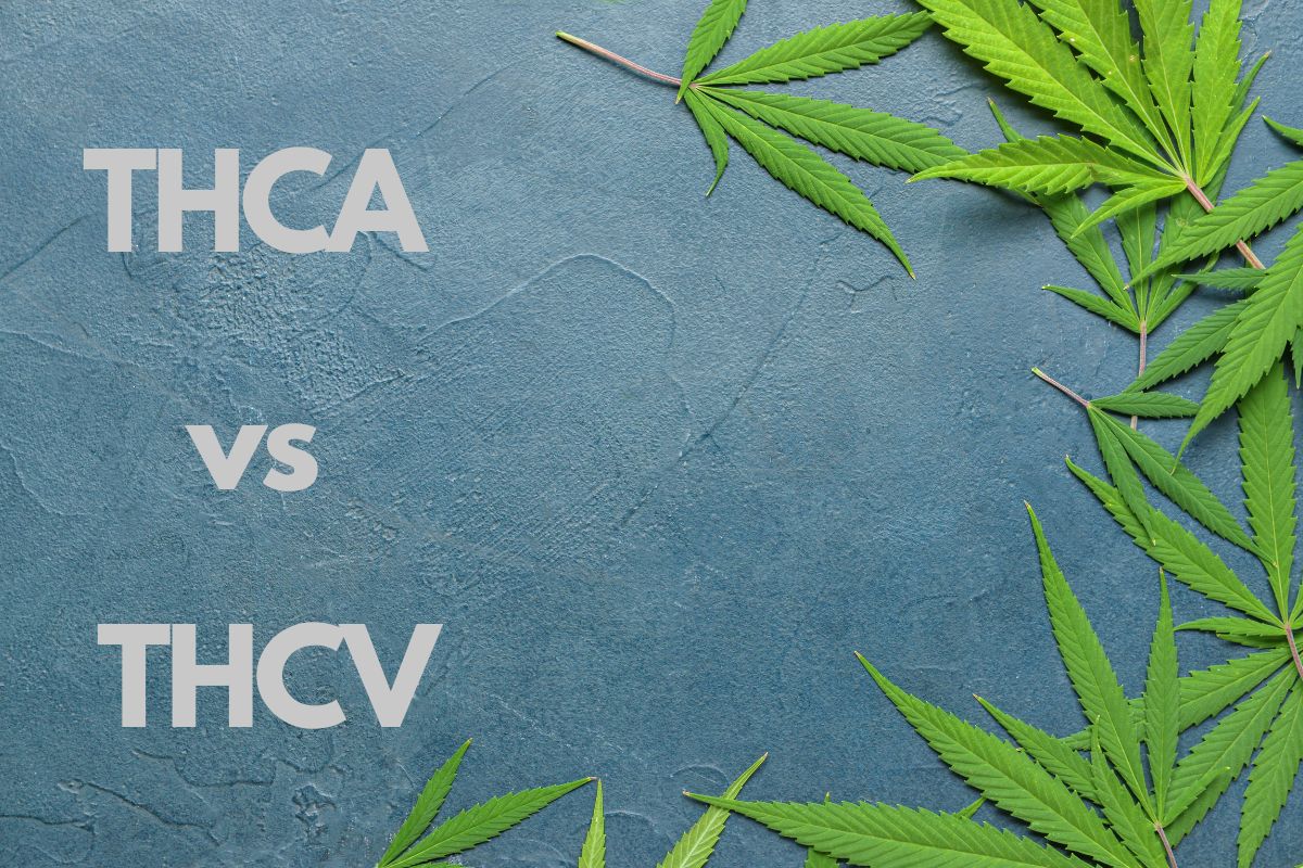 Thca vs thcv: A Comparison banner
