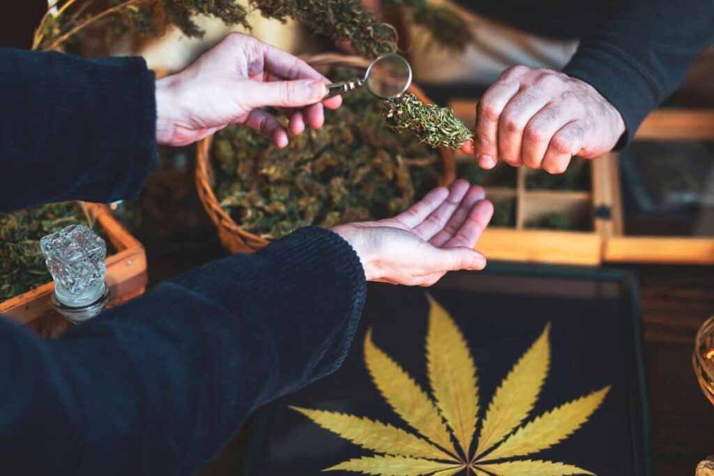 Two people holding a marijuana leaf in front of a table, debating the legality of THCa in New York.