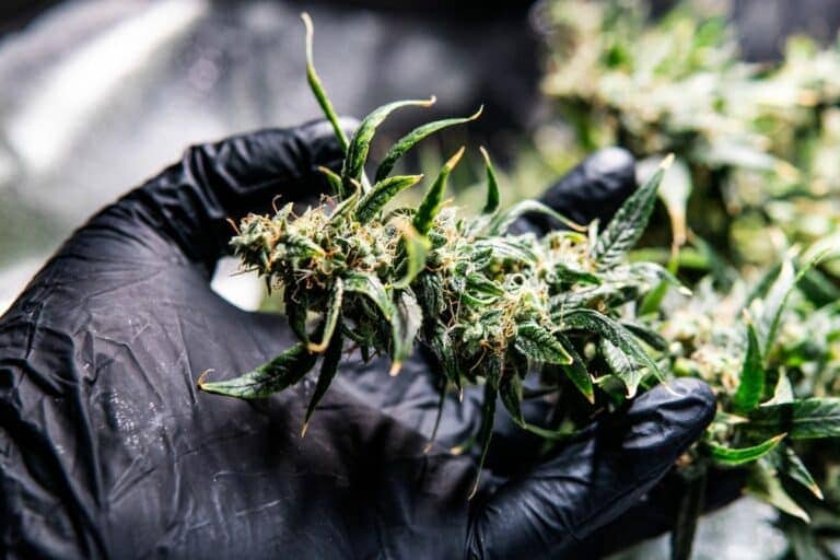 Weed Strains for Euphoria