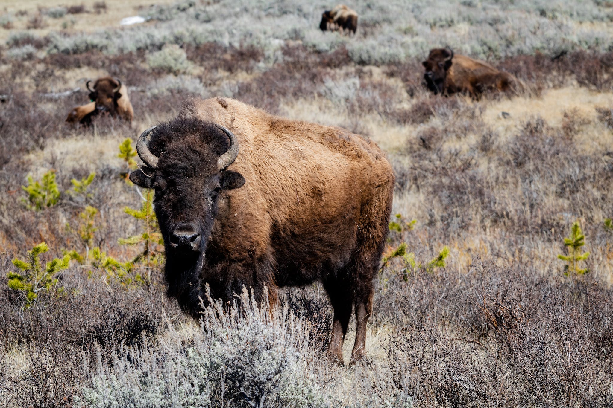 Brown Bison in wyoming field