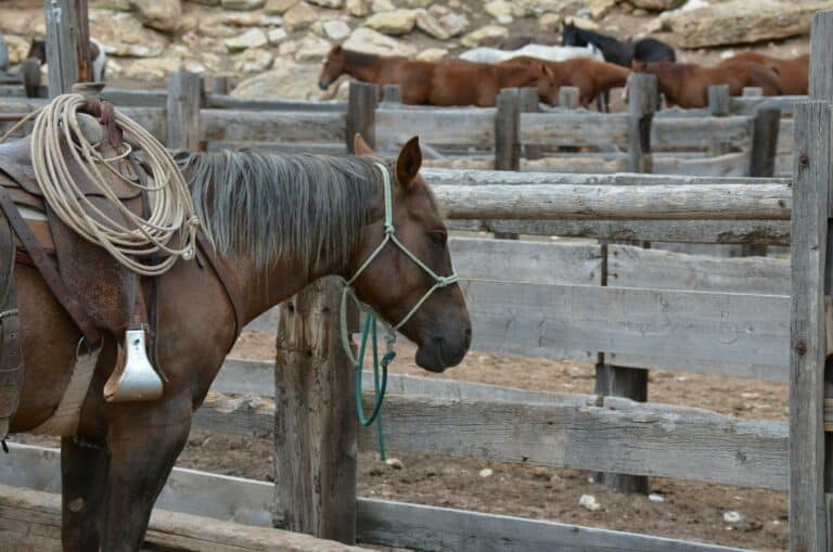 A brown horse in a fenced area in montana